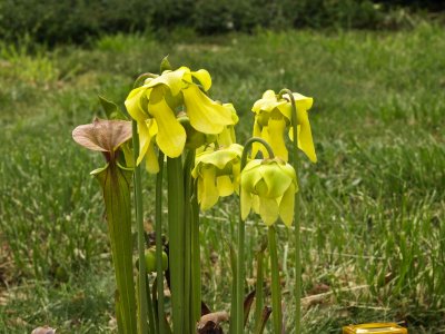 Sarracenia flava var. cuprea - already producing pitchers while in bloom