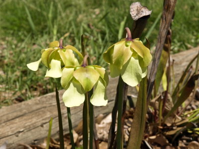 Sarracenia alata