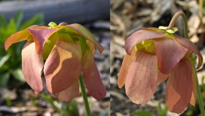 Sarracenia Xcatesbaei (S. flava x S. purpurea subsp. venosa) - flowers from two different plants