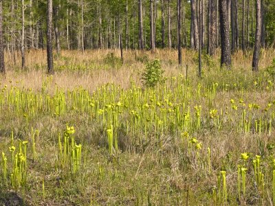Sarracenia flava population with spent flowers and new pitchers