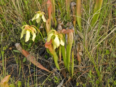 Sarracenia minor