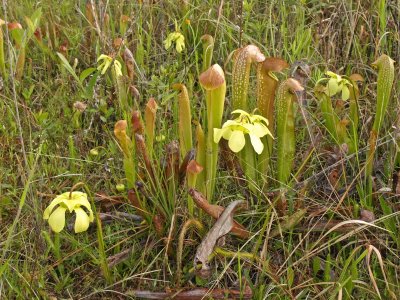 Sarracenia minor