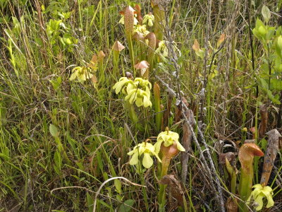 Sarracenia minor
