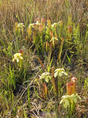 Sarracenia minor -- this photo and the next one were in the midst of a population of S. rubra