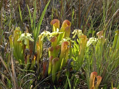 Sarracenia minor