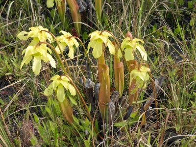 2008-05-04 Day trip to the Francis Marion National Forest for Sarracenia