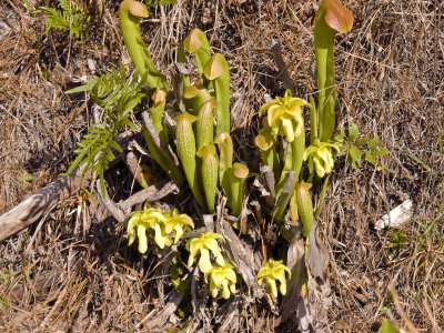 Sarracenia minor growing on a ditch bank