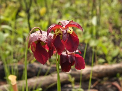 Ssrracenia rubra flowers up close