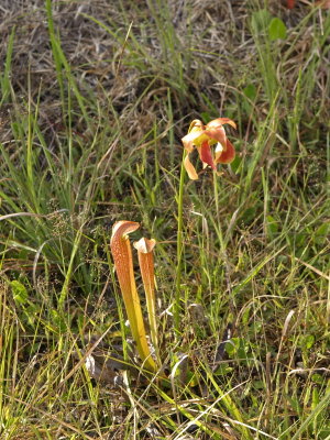 Sarracenia Xrehderi