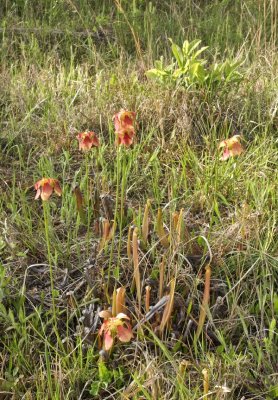 Sarracenia Xrehderi