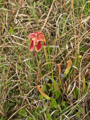 2008-05-04 Day trip to the Francis Marion National Forest for Sarracenia