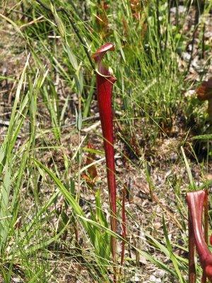 Sarracenia flava var. atropurpurea - a very rare find in North Carolina - I've been looking for this one for a long time
