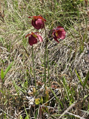 Sarracenia  purpurea subsp. venosa