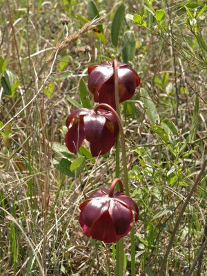 Sarracenia purpurea subsp. venosa