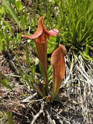 Sarracenia Xcatesbaei (S. purpurea subsp. venosa X S. flava) - older pitchers were mowed last fall