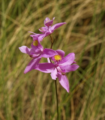 Calopogon barbatus