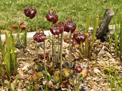 Sarracenia purpurea subsp. venosa (three year old, seed grown plant)