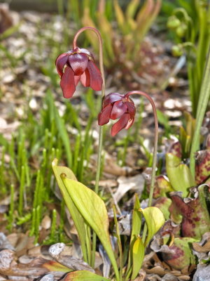 Sarracenia psittacena