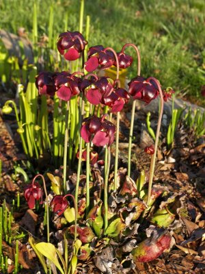 Sarracenia purpurea subsp venosa in morning sun with open flowers