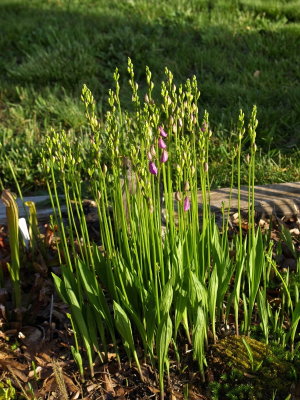 Calopogon tuberosus clump just about to bloom - started with 5 corms 4 years ago