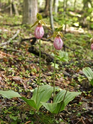 Cypripedium acaule with last year's seed capsule