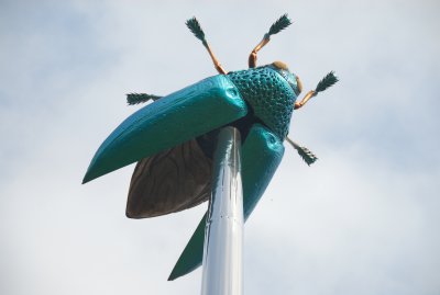 Fly given the Needle