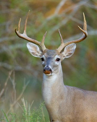 Red Dirt Nose 8 Point
