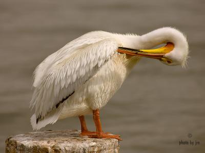 g3/95/16395/3/58222279.WhitePelicanT.jpg