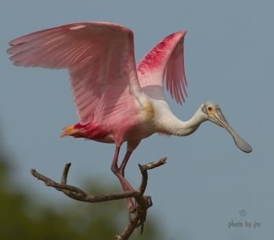 Wings Of Rose (R)