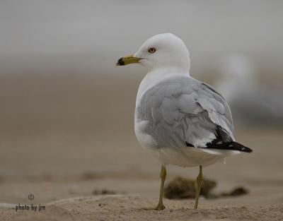 Ring-Billed-Gull