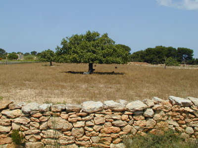 On the Way to Cap de Barbaria (30/6)