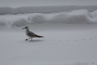 Near Metro Center (2/7)
