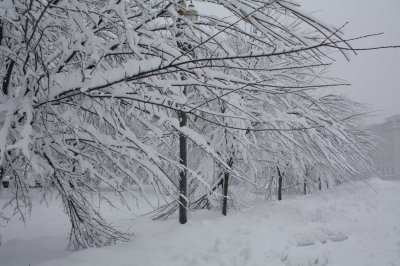 Trees in Lafayette Park (2/7)