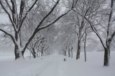 Tree Lined Path towards Lincoln Memorial (2/7)