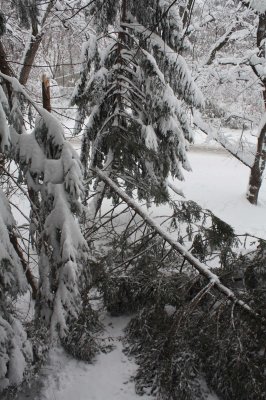Tree Damage that Missed the Window (2/7)