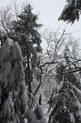 Tree Damage that Missed the Window (2/7)