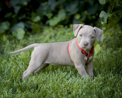 puppy