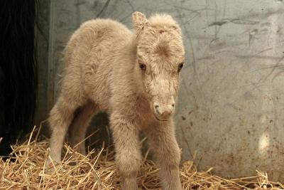 Baby Miniature Horse (filly) Just a few hours old