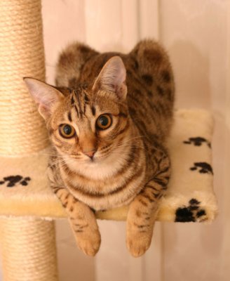 Sekhmet 6 month old