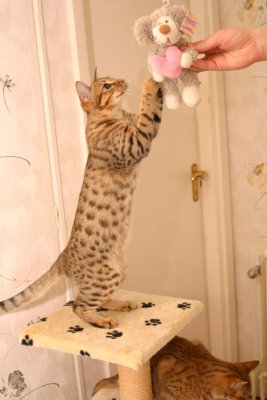 With her favourite toy :)