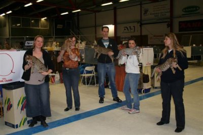 S*Junglespots Ocicats on show! From left Prue Halliwell, Going 4 Gold, Coronado, Taifun & Sekhmet