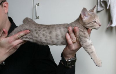 Spellbound 12 weeks old