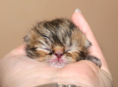 Hane 2 nyfdd, bruntabby