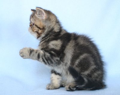 Give me five!