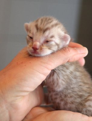 Has already started to open his eyes..