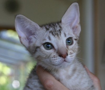 Silverbou no 1, 8 weeks old