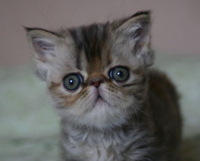 Ears look big but when you think about that she is a persian and all the fur..they are very small :)