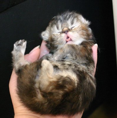 Tortietabby persian girl 11 days old
