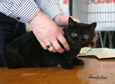 Turbo just 3 month old on his first show