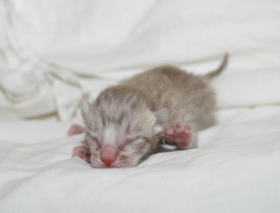 Lavender girl newborn